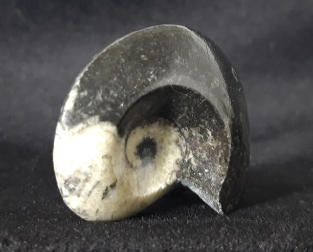 Manticoceras sp. HYATT 1884 - Bild &copy; FossNet FossilienStore